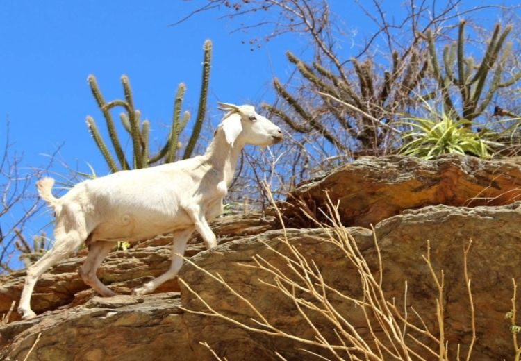 Dom Inocêncio tem mais de 90 mil bodes e cabras (Foto: Gustavo Almeida/DitoIsto)