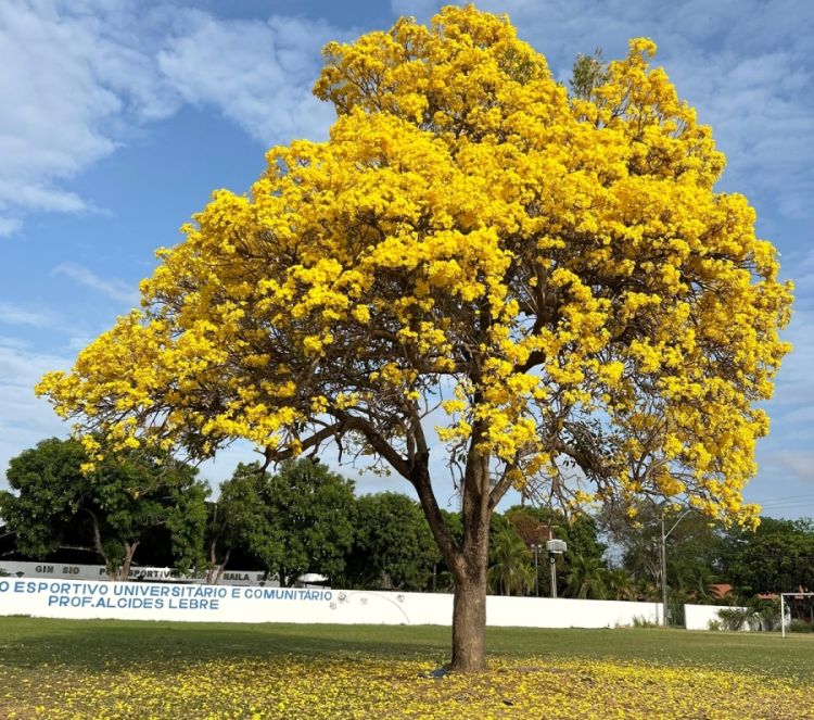 Ipê amarelo é bastante comum em todo o Piauí (Foto: Andressa Martins/DitoIsto)